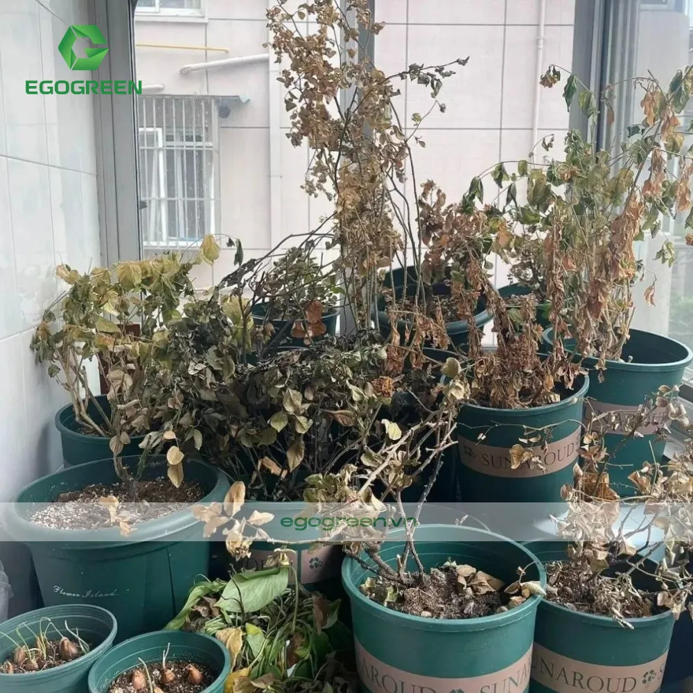 Kiêng kỵ để cây chết hoặc héo úa trong vườn